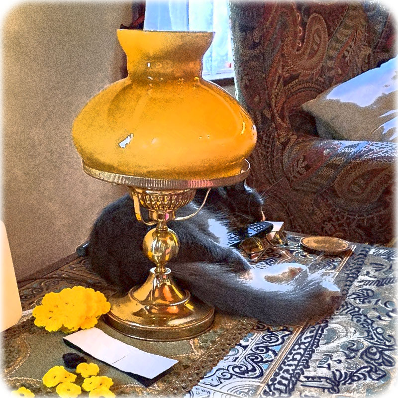 The Curiosity Gift Shoppe