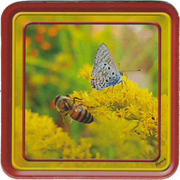 Yellow Butterfly and Bee