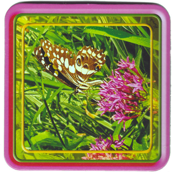 Butterfly Purple Pink