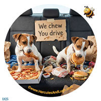Vehicle License disk sticker Chew1