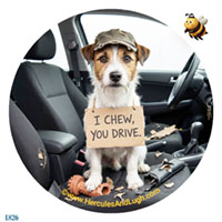 Vehicle License disk sticker Chew2